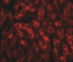 TREX2 Antibody in Immunocytochemistry (ICC/IF)