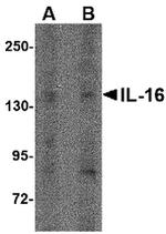 IL-16 Antibody in Western Blot (WB)