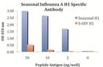 Influenza A H1N1 HA Antibody in ELISA (ELISA)