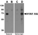 Influenza A H1N1 HA Antibody in Western Blot (WB)