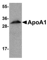 ApoA1 Antibody in Western Blot (WB)