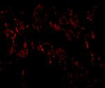 TNFAIP3 Antibody in Immunocytochemistry (ICC/IF)