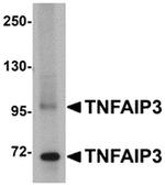 TNFAIP3 Antibody in Western Blot (WB)