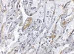 TNFAIP3 Antibody in Immunohistochemistry (IHC)