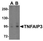 TNFAIP3 Antibody in Western Blot (WB)