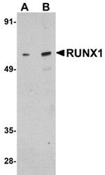 RUNX1 Antibody in Western Blot (WB)