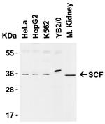 SCF Antibody in Western Blot (WB)