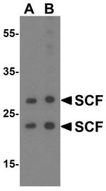 SCF Antibody in Western Blot (WB)