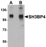 SH3BP4 Antibody in Western Blot (WB)