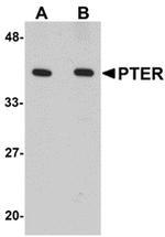 PTER Antibody in Western Blot (WB)