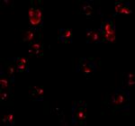 Fibulin 3 Antibody in Immunocytochemistry (ICC/IF)