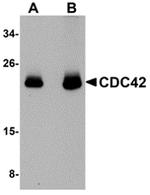 Cdc42 Antibody in Western Blot (WB)