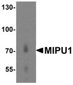 ZNF667 Antibody in Western Blot (WB)