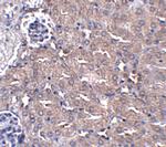 Ubiquilin 4 Antibody in Immunohistochemistry (IHC)