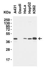 STING Antibody in Western Blot (WB)