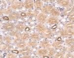 NOTUM Antibody in Immunohistochemistry (IHC)