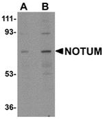 NOTUM Antibody in Western Blot (WB)