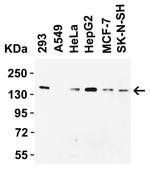 JMJD1A Antibody in Western Blot (WB)