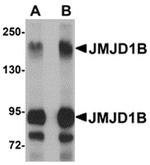 JMJD1B Antibody in Western Blot (WB)