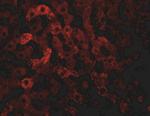 JMJD7 Antibody in Immunohistochemistry (IHC)