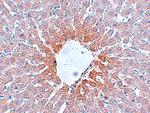 AGTR2 Antibody in Immunohistochemistry (IHC)