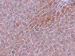 Prosapip2 Antibody in Immunohistochemistry (IHC)