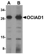 OCIAD1 Antibody in Western Blot (WB)