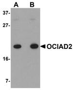 OCIAD2 Antibody in Western Blot (WB)