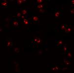 NLRP3 Antibody in Immunocytochemistry (ICC/IF)