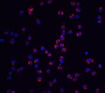 NLRP3 Antibody in Immunocytochemistry (ICC/IF)