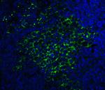 SQSTM1 Antibody in Immunohistochemistry (PFA fixed) (IHC (PFA))