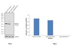 SQSTM1 Antibody