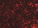 TMEM38B Antibody in Immunohistochemistry (IHC)