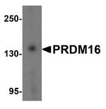 PRDM16 Antibody in Western Blot (WB)