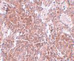 TSPAN9 Antibody in Immunohistochemistry (IHC)