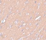 SYNGR3 Antibody in Immunohistochemistry (IHC)