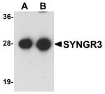 SYNGR3 Antibody in Western Blot (WB)