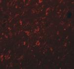 SYNGR4 Antibody in Immunohistochemistry (IHC)