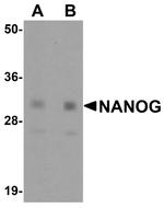 Nanog Antibody in Western Blot (WB)