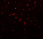 RSRC1 Antibody in Immunohistochemistry (IHC)