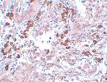 BCAS1 Antibody in Immunohistochemistry (IHC)