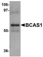 BCAS1 Antibody in Western Blot (WB)