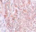 BCAS2 Antibody in Immunohistochemistry (IHC)