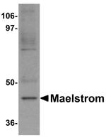 MAEL Antibody in Western Blot (WB)