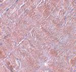 RANBP10 Antibody in Immunohistochemistry (IHC)