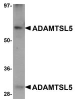 ADAMTSL5 Antibody in Western Blot (WB)