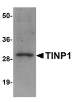 NSA2 Antibody in Western Blot (WB)