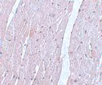 APC10 Antibody in Immunohistochemistry (IHC)