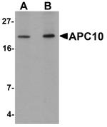 APC10 Antibody in Western Blot (WB)