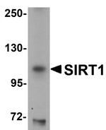 SIRT1 Antibody in Western Blot (WB)